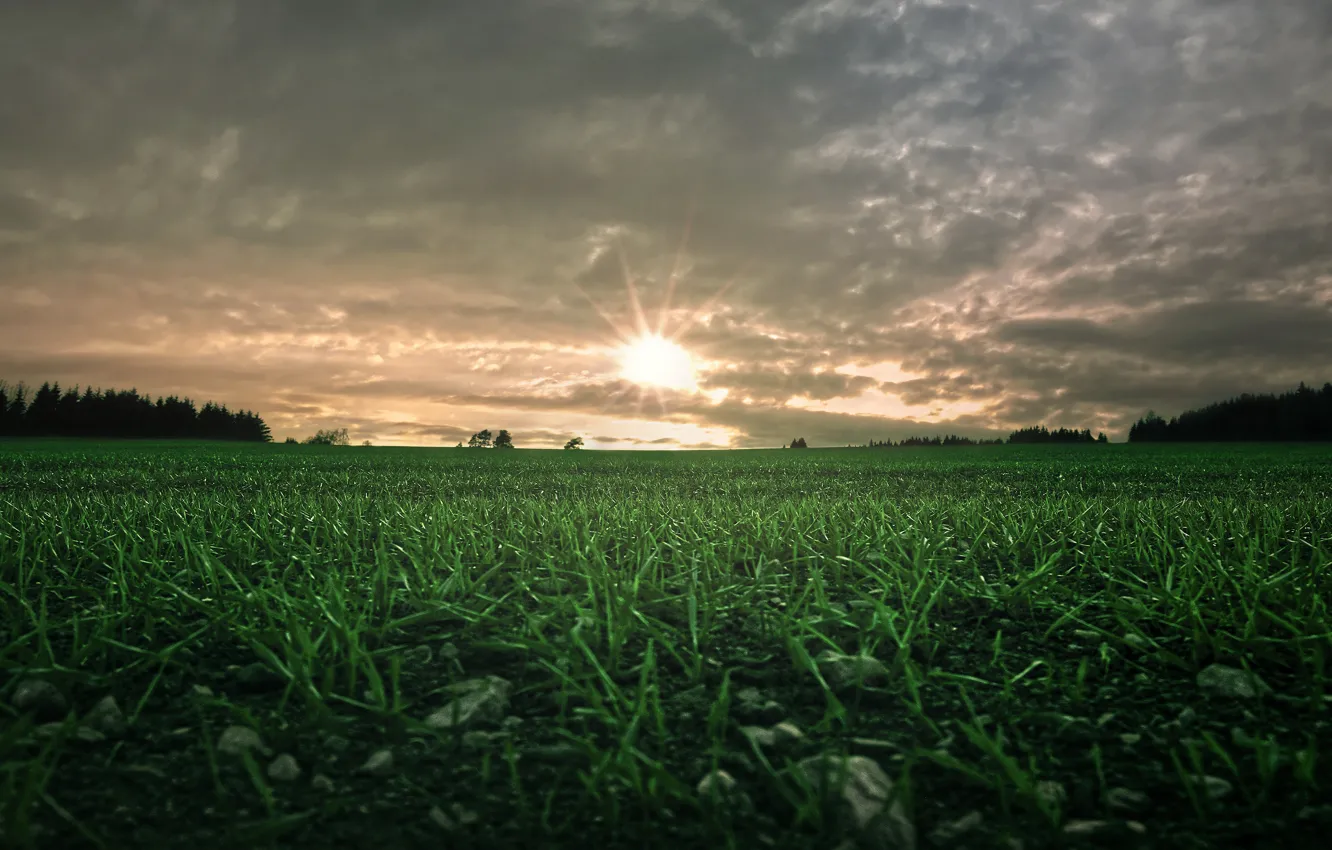 Photo wallpaper greens, field, forest, the sky, grass, the sun, clouds, cereals