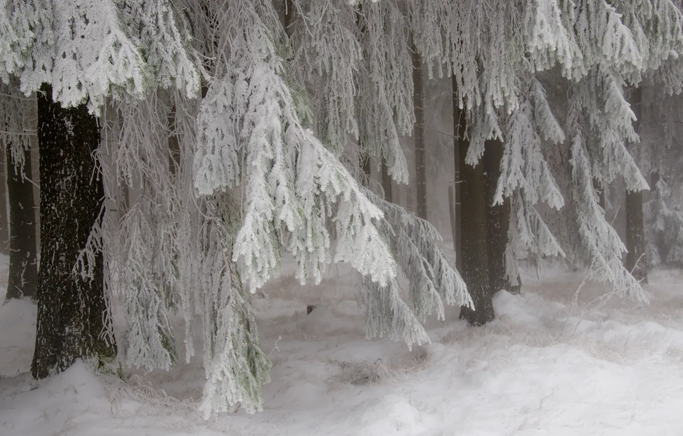 Photo wallpaper winter, frost, forest, snow, nature, spruce