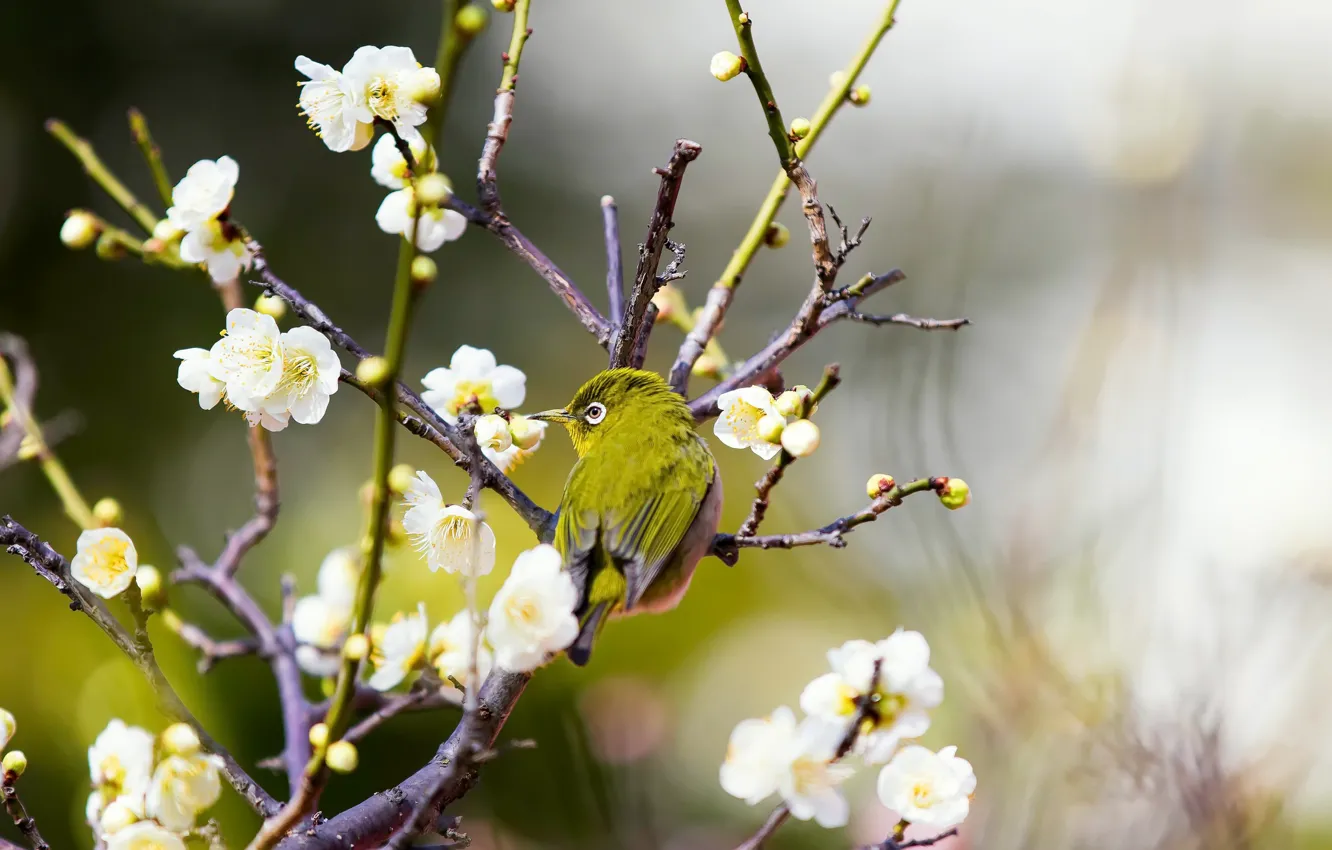 Photo wallpaper nature, background, bird