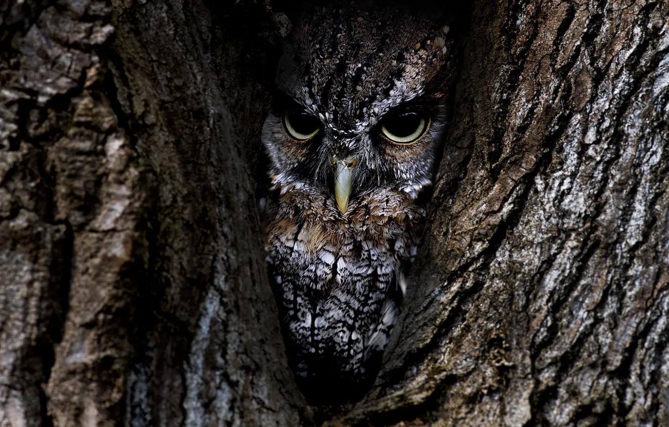 Photo wallpaper trees, owl, bird, bark