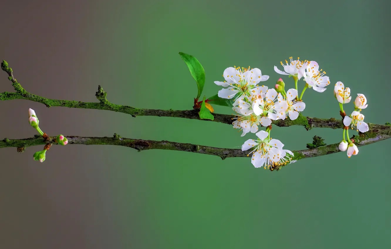 Photo wallpaper macro, branch, spring, petals, garden, flowering