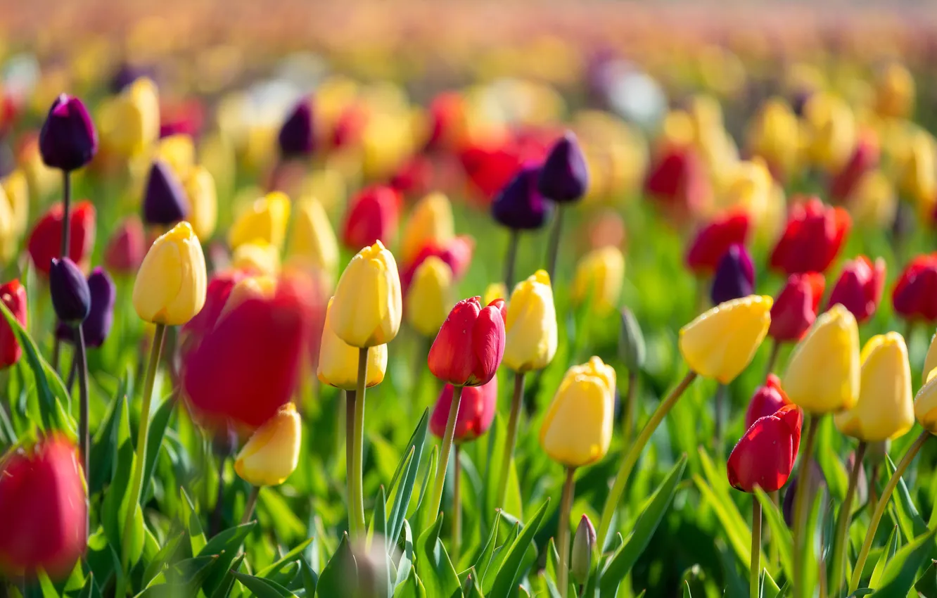 Photo wallpaper tulips, buds, colorful, a lot
