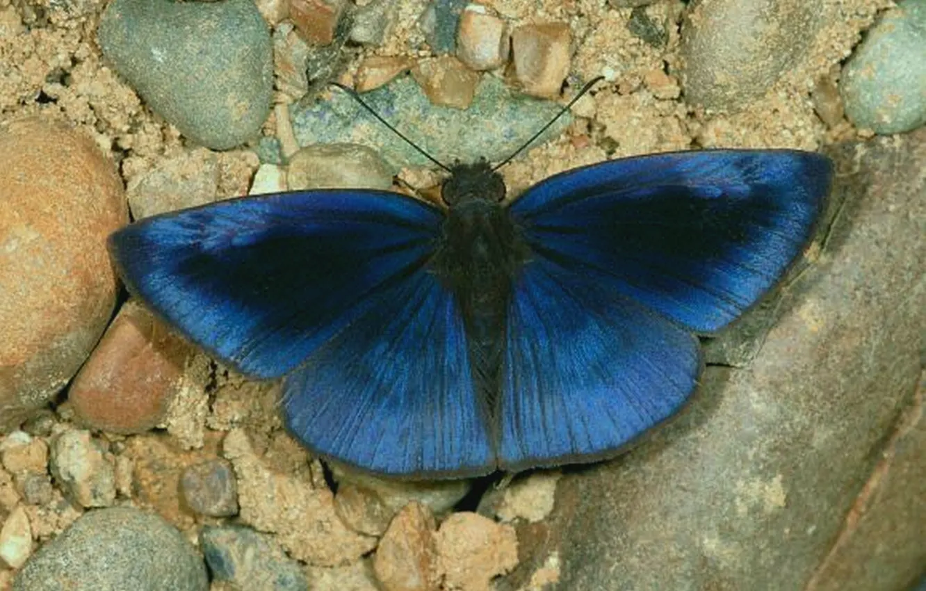 Photo wallpaper microsemi, butterfly, wings, insect, beautiful, stones, closeup