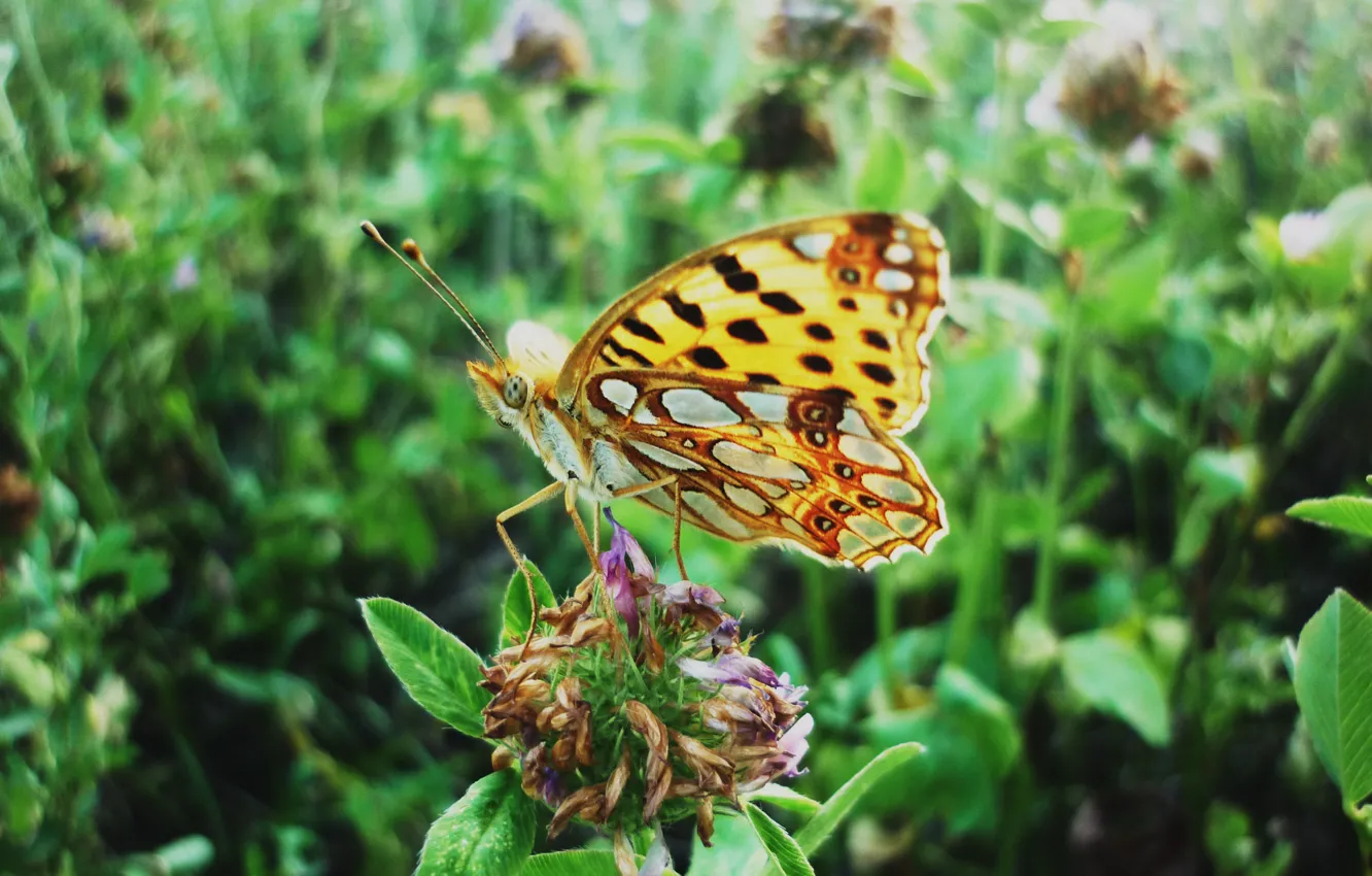 Photo wallpaper summer, nature, Butterfly