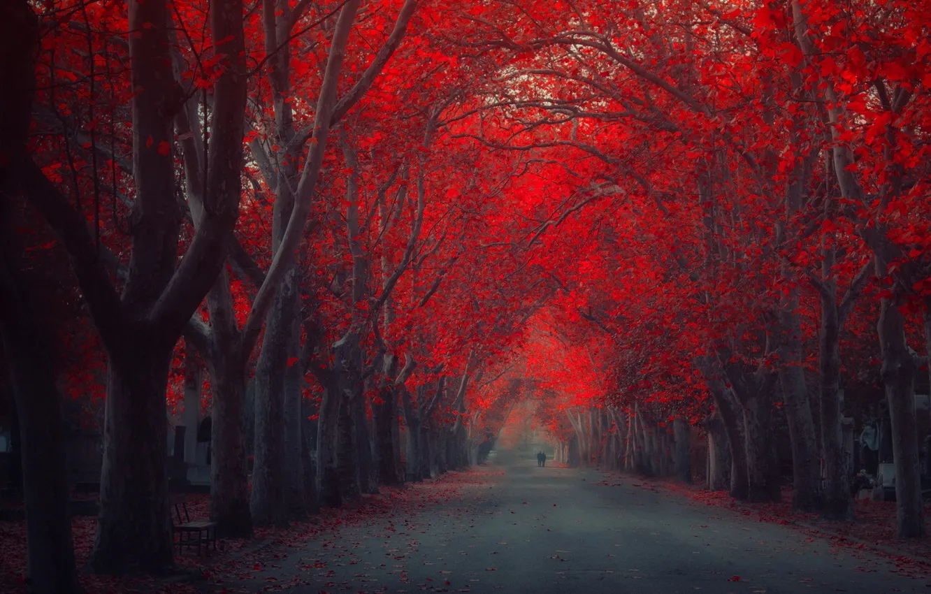 Photo wallpaper trees, the city, street