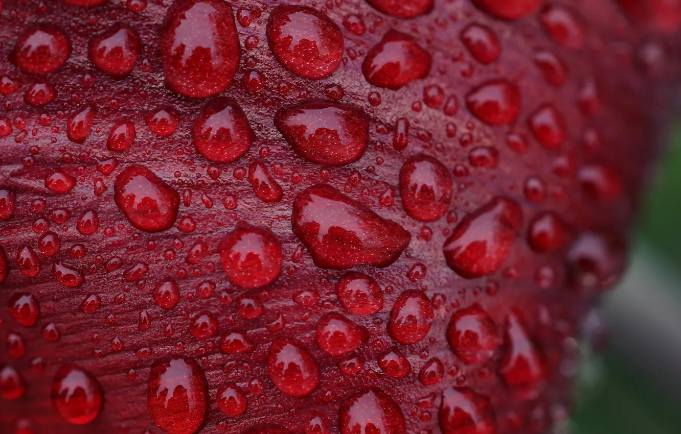 Photo wallpaper water, drops, sheet, Rosa, color