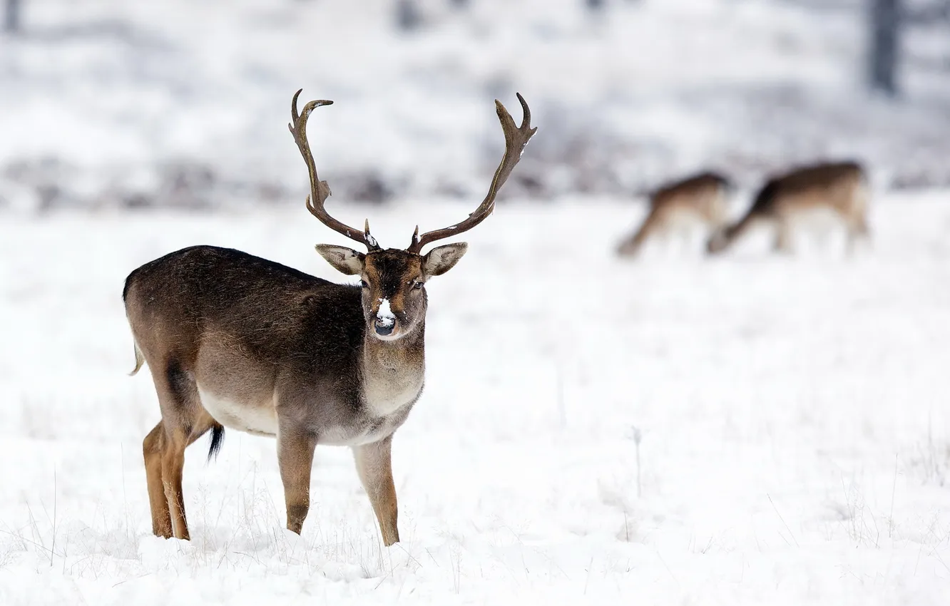Photo wallpaper winter, nature, deer