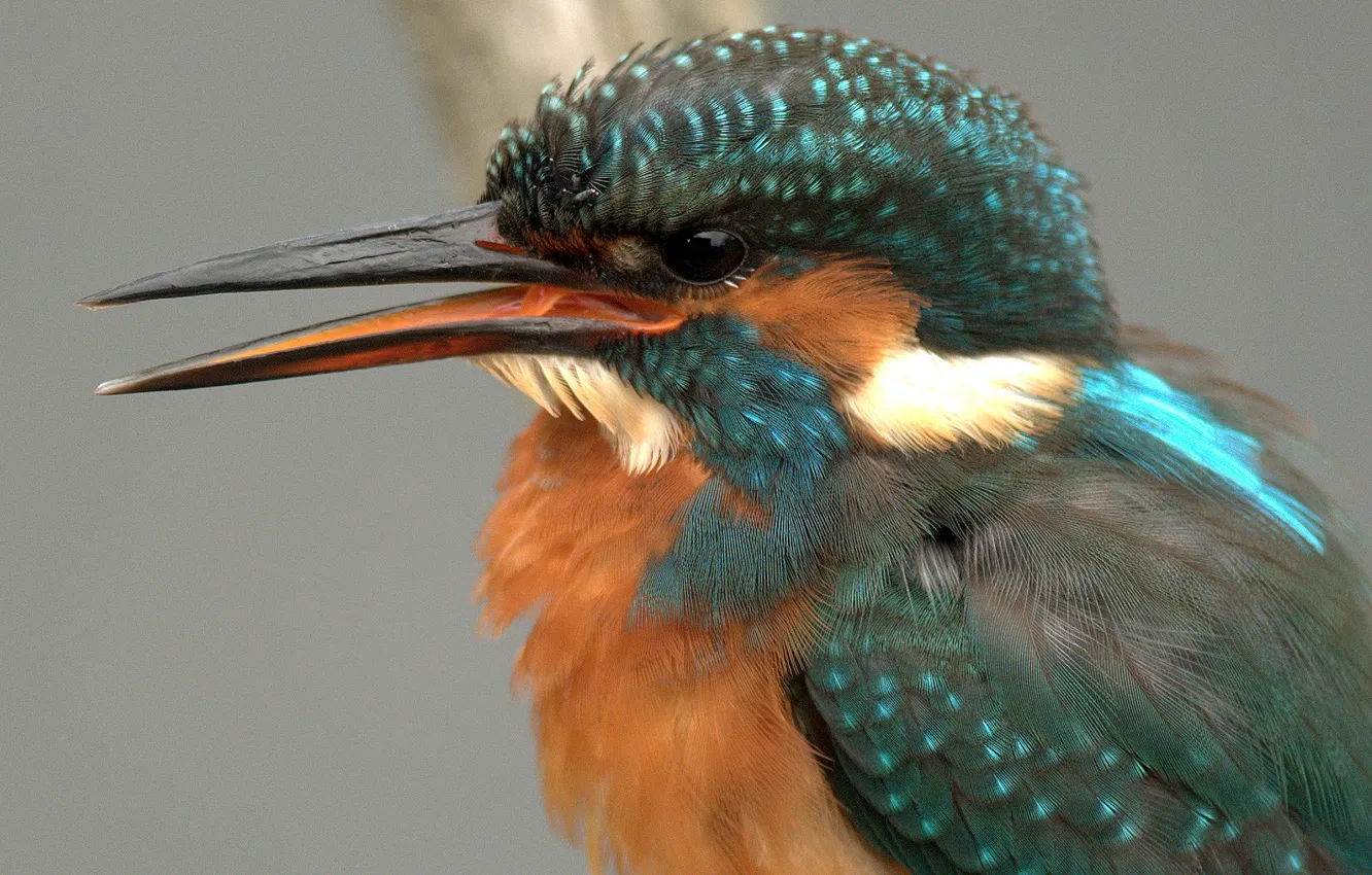 Photo wallpaper eyes, bird, beak, tail, Kingfisher