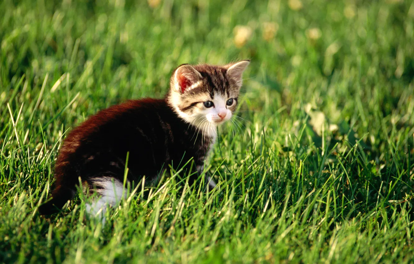 Photo wallpaper cat, grass, cat, kitty, pussy, kitty, cat, Kote