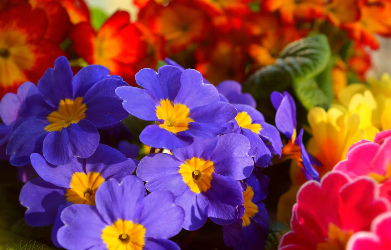 Photo wallpaper Flowers, Flowers, Colors, Primula, Blue flowers