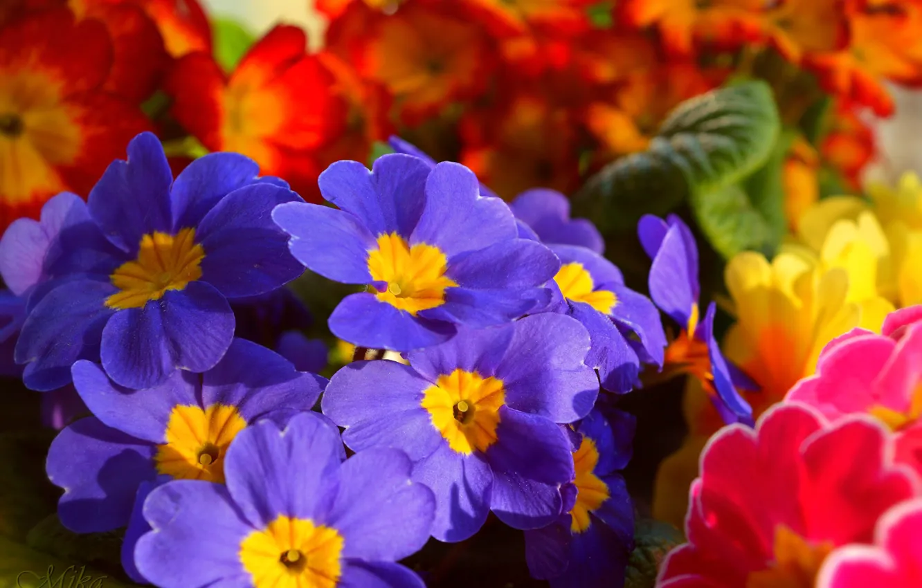 Photo wallpaper colors, flowers, flowers, Primula, blue flowers
