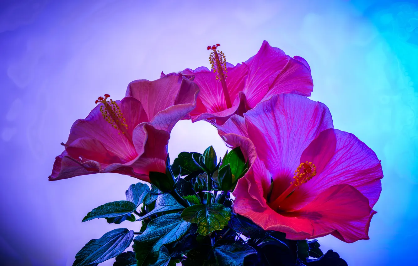 Photo wallpaper flowers, photo, pink, hibiscus