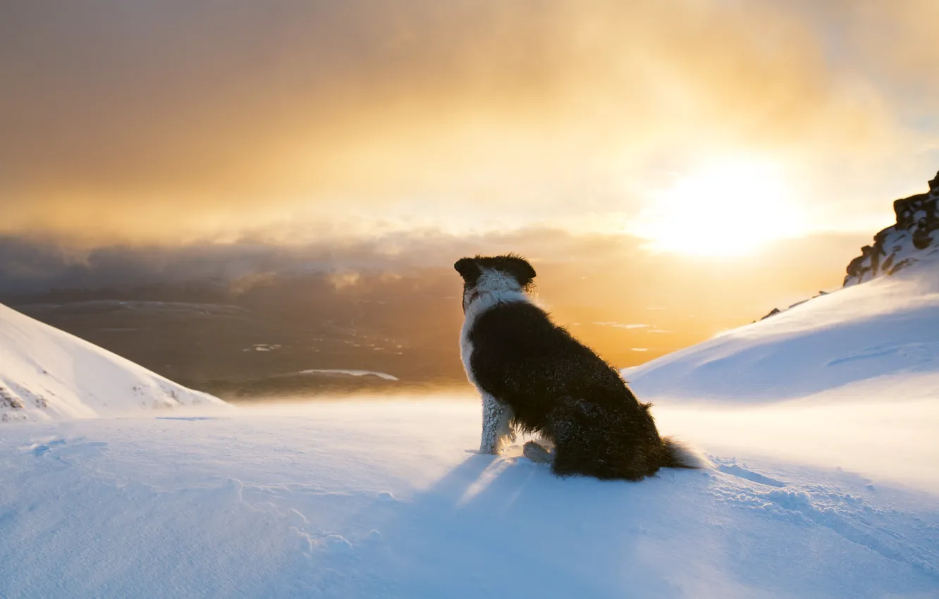 Photo wallpaper winter, the sun, snow, mountains, dog, the border collie