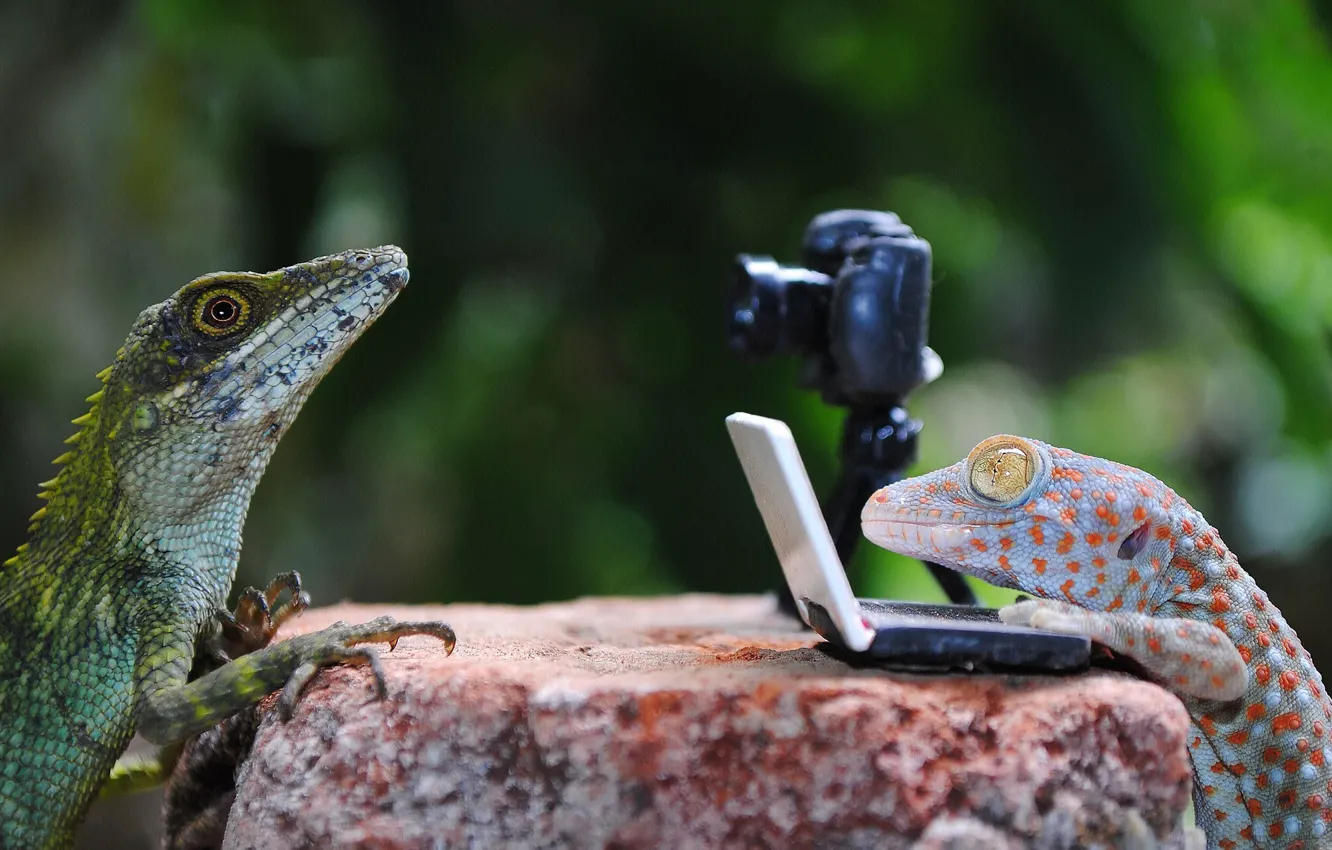 Photo wallpaper lizard, pair, laptop, reptile, the camera, interview