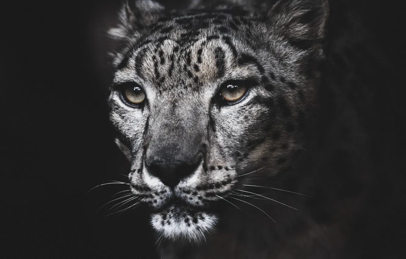 Photo wallpaper portrait, IRBIS, snow leopard