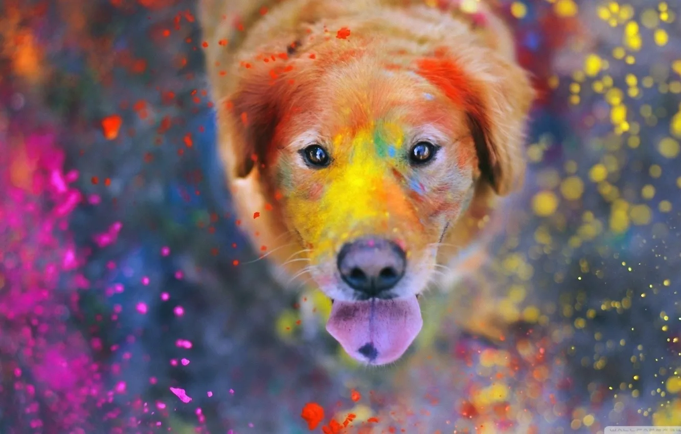 Photo wallpaper colorful, eyes, dog, dust, color, bokeh, animal, paint