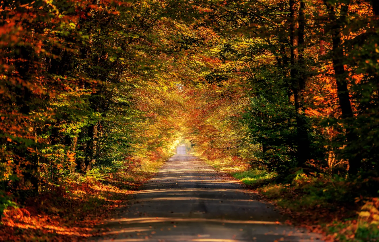 Photo wallpaper road, autumn, forest