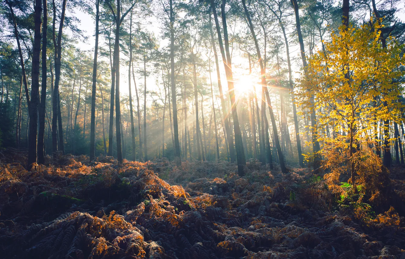 Photo wallpaper autumn, forest, the sun, light, trees, trunks, foliage, pine