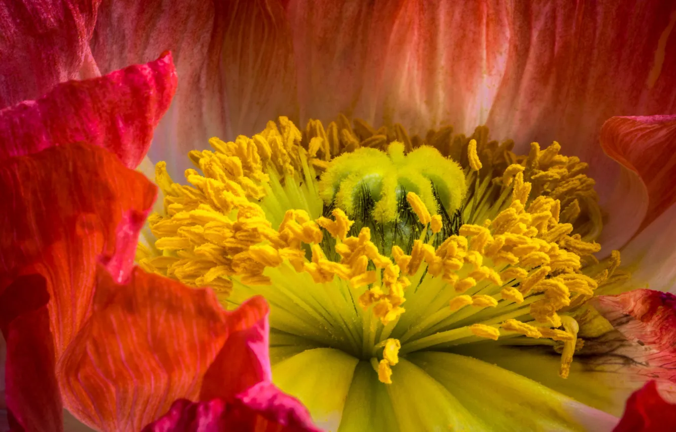 Photo wallpaper macro, Mac, petals