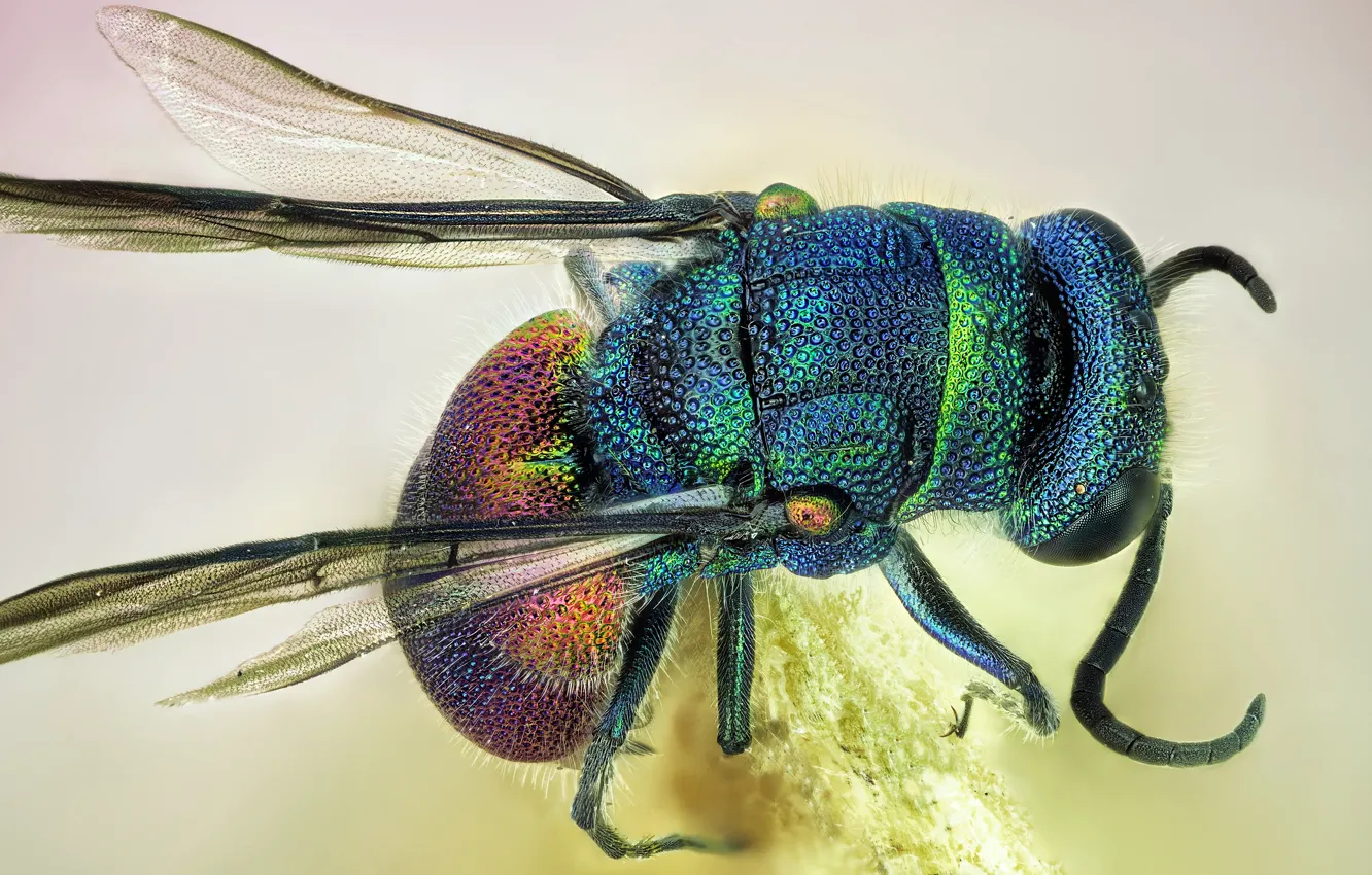 Photo wallpaper macro, OSA, wings, insect