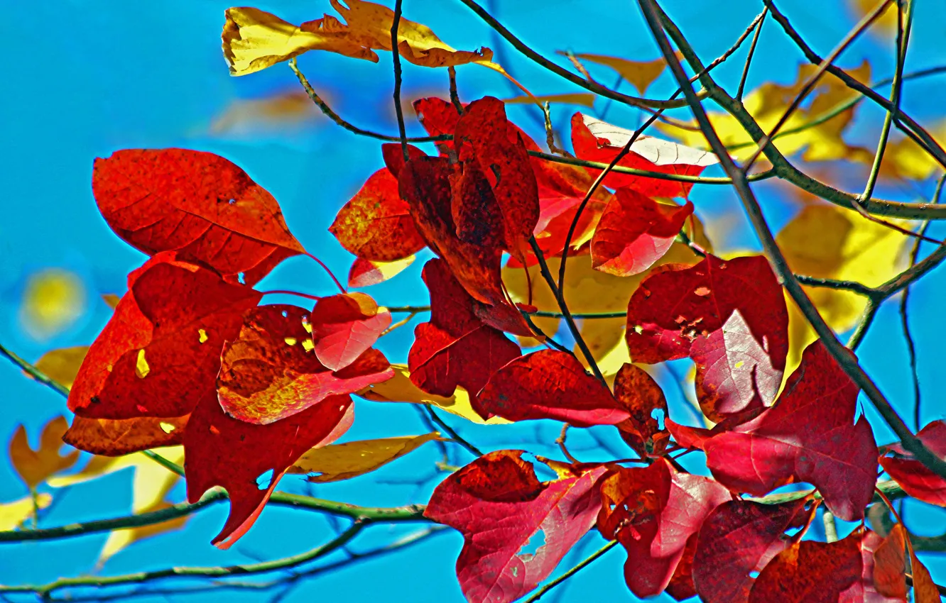 Photo wallpaper autumn, the sky, leaves, macro, branch