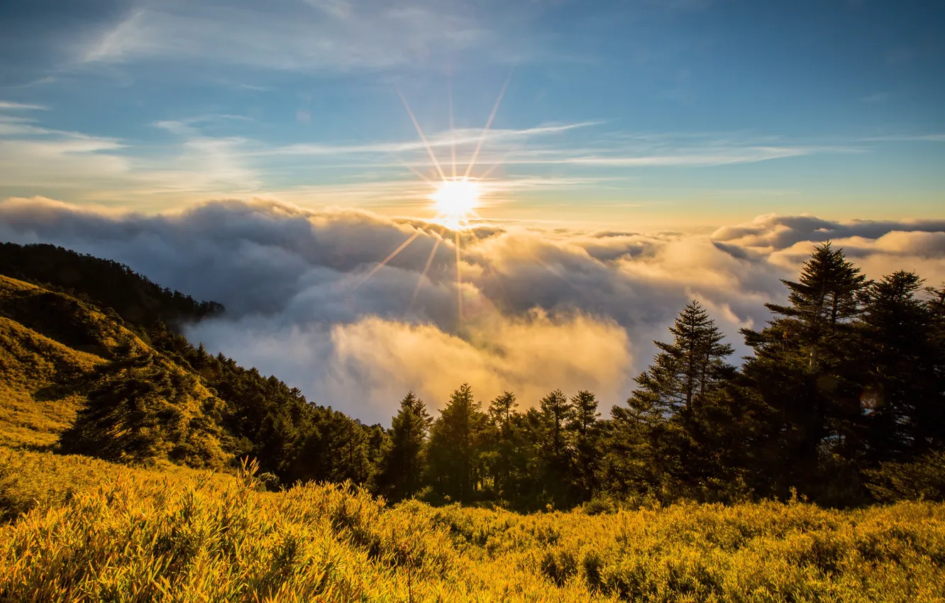 Photo wallpaper forest, summer, the sun, clouds, rays, light, mountains, fog