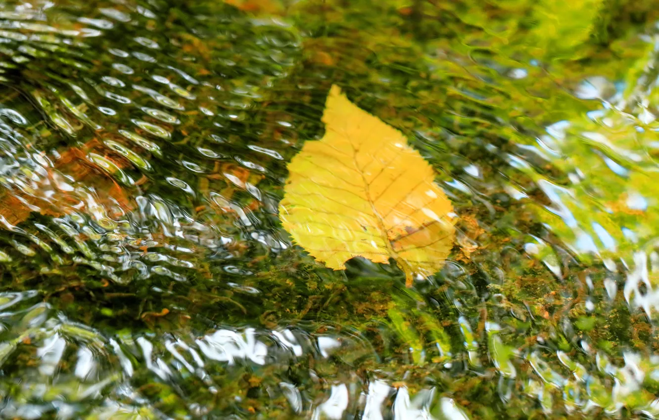 Photo wallpaper autumn, water, yellow, leaf, ruffle, pond, bokeh, Autumn leaf