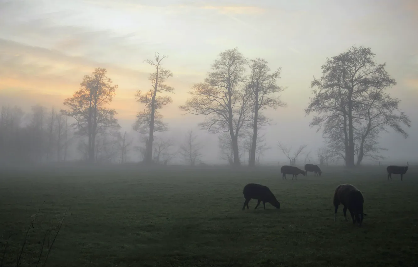 Photo wallpaper field, autumn, the sky, trees, fog, sheep, pasture, haze