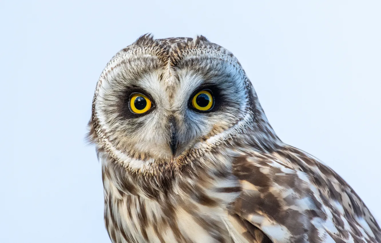 Photo wallpaper sky, eyes, owl
