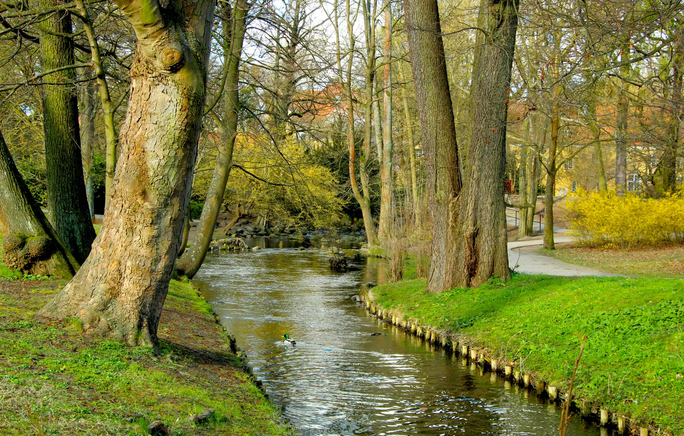 Photo wallpaper trees, water, park, Brook
