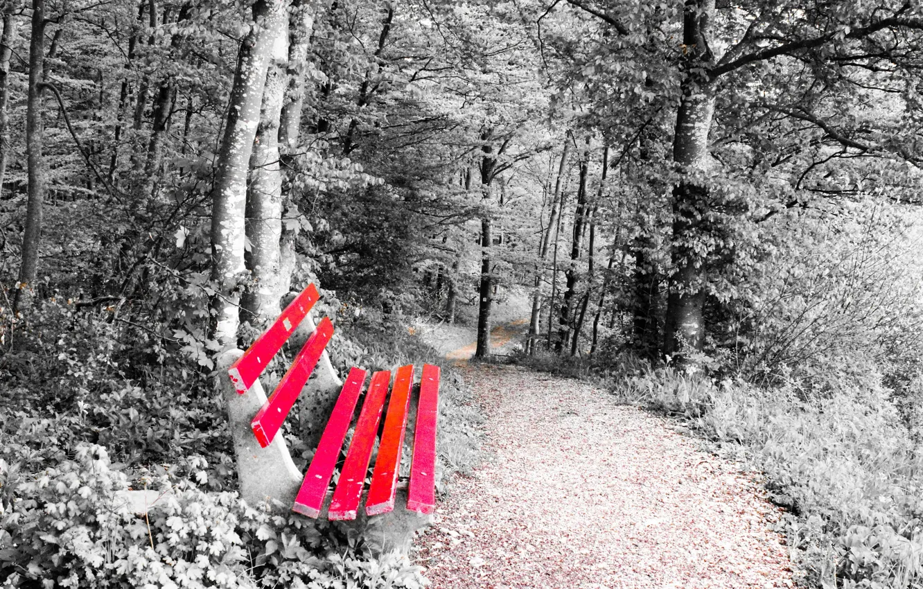 Photo wallpaper nature, Park, bench