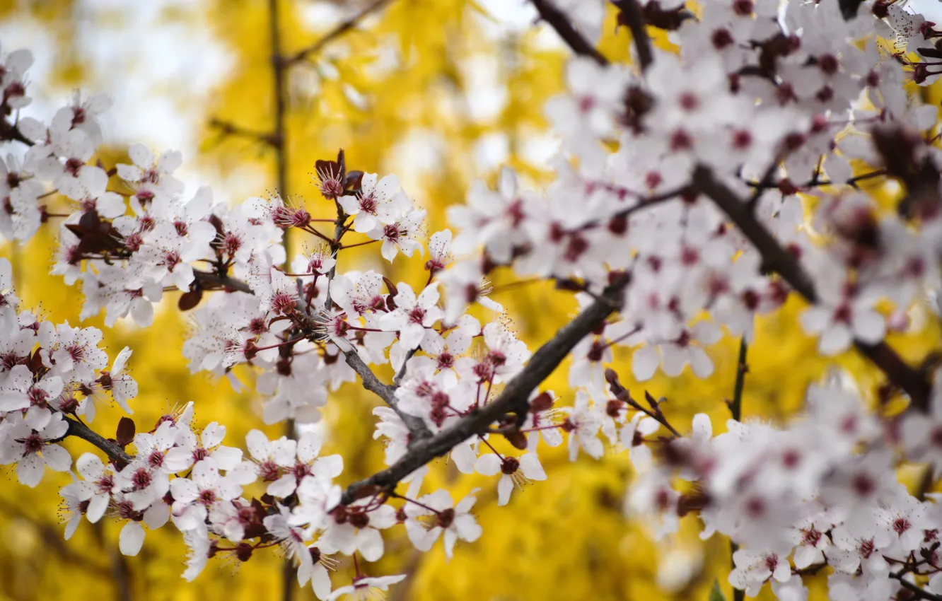 Photo wallpaper flowers, branches, nature, spring, Sakura, flowering