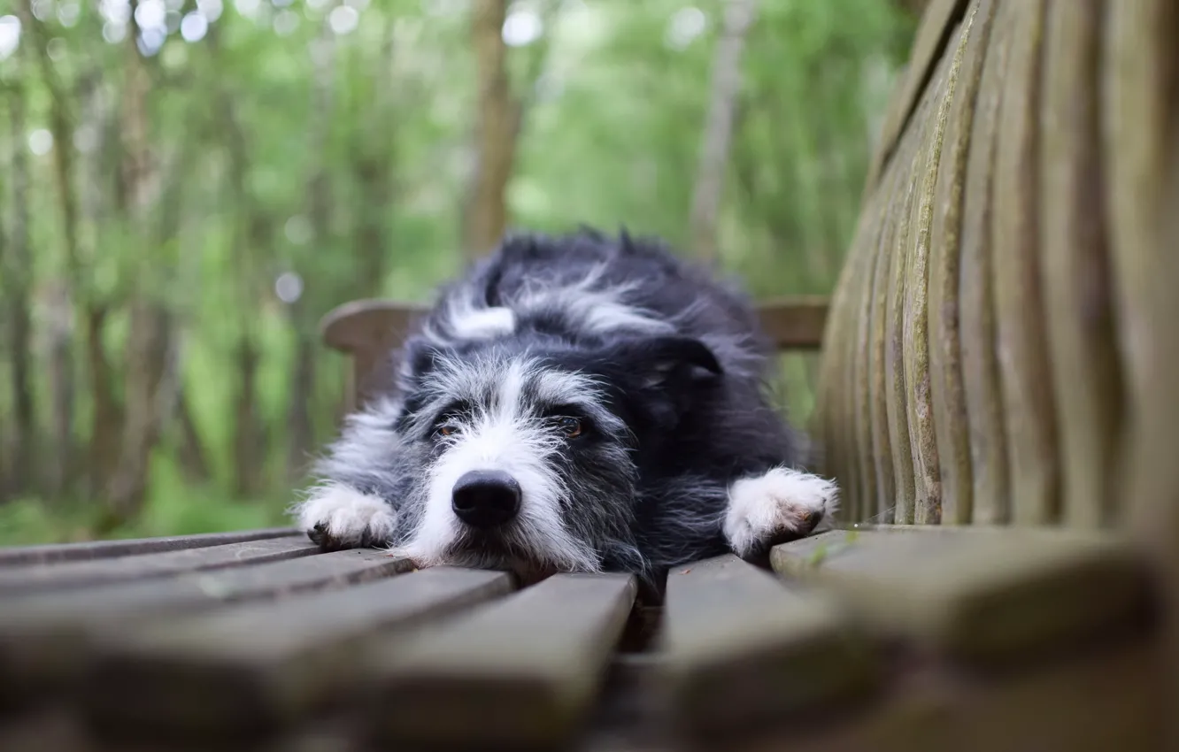 Photo wallpaper look, each, dog