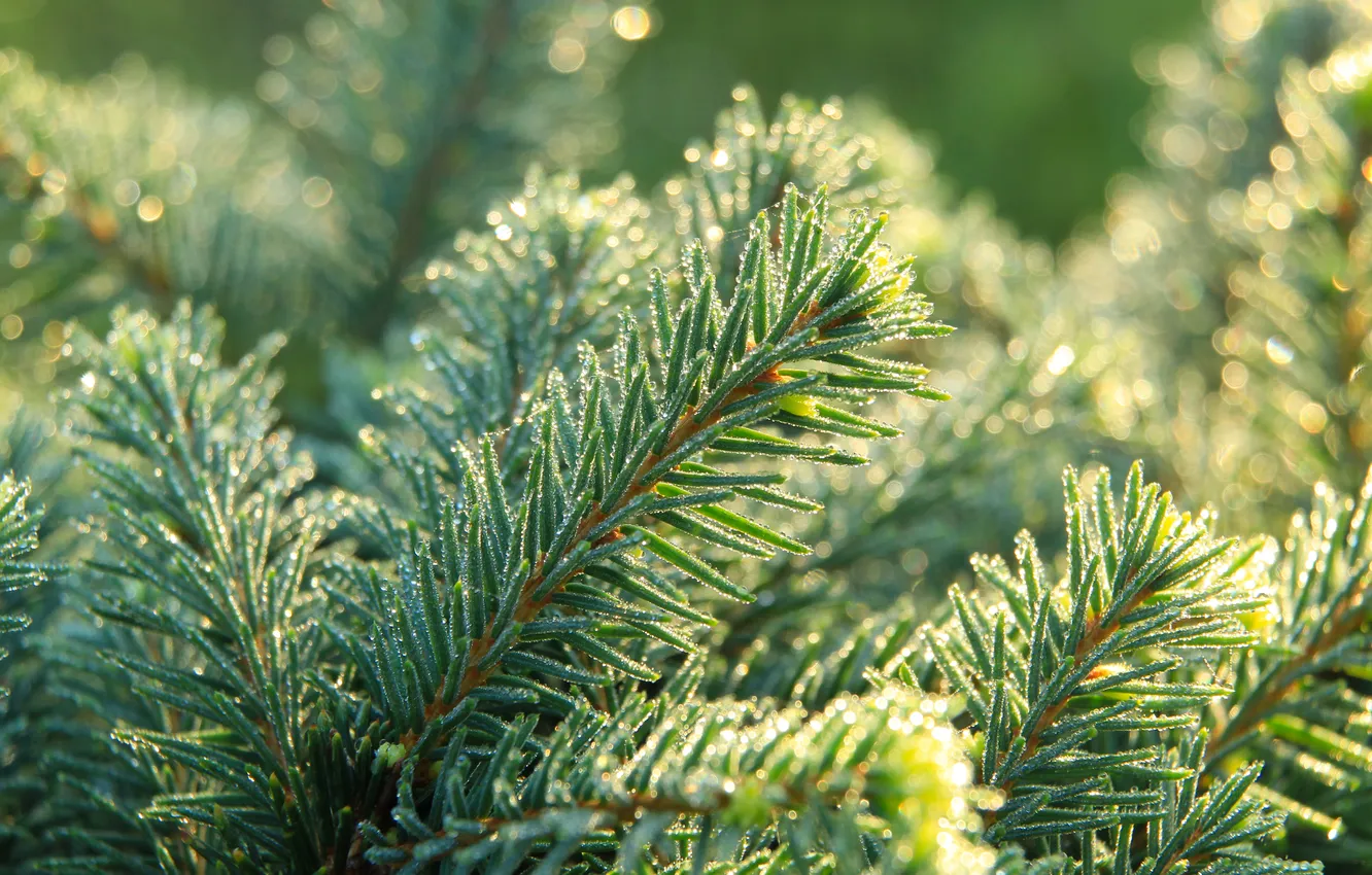 Photo wallpaper drops, dew, spruce, twig