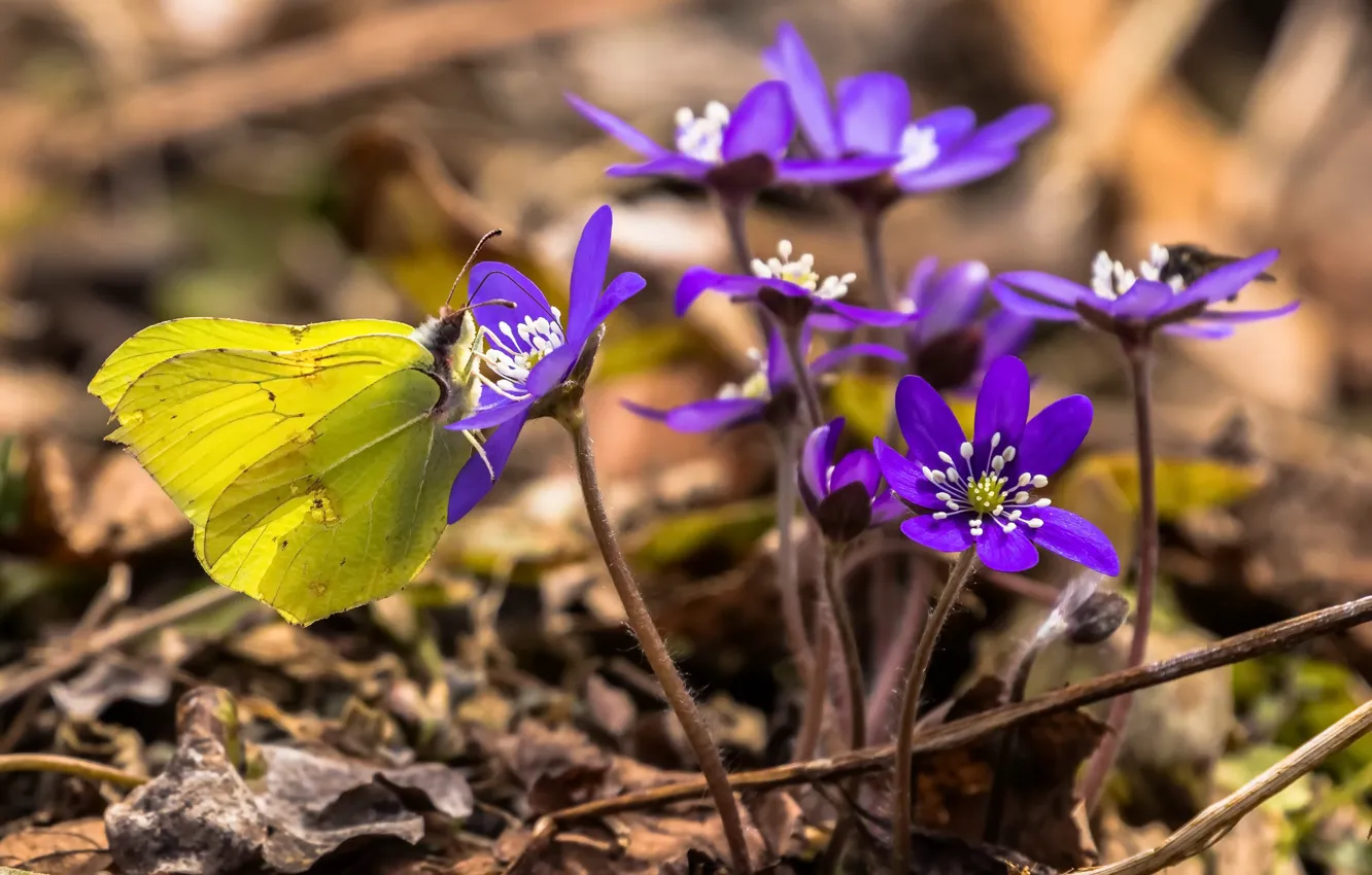 Photo wallpaper flowers, butterfly, spring, Pechenocna