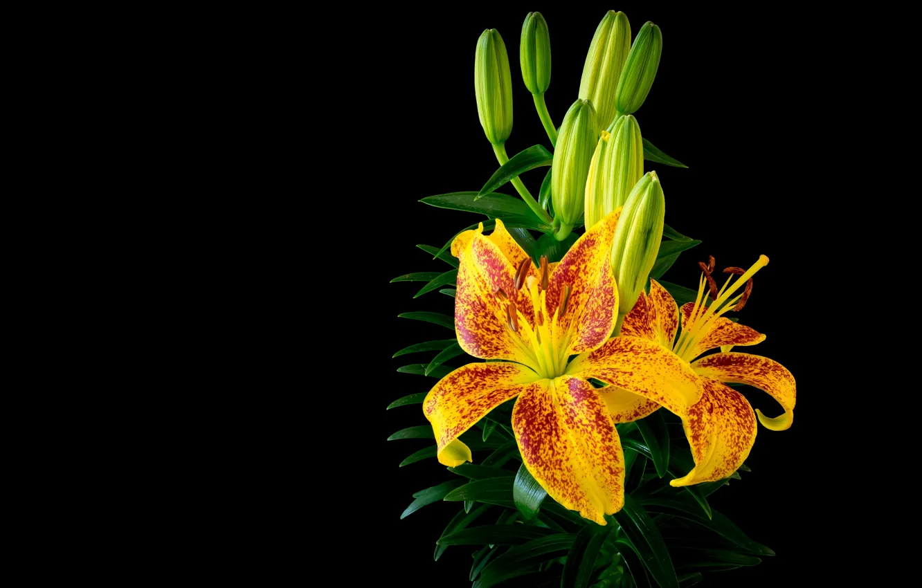 Photo wallpaper flowers, bright, Lily, Bush, yellow, black background, buds, composition