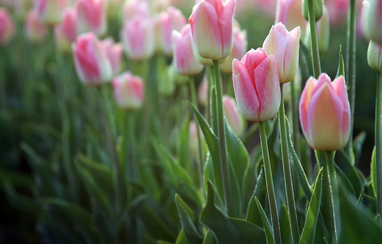 Photo wallpaper drops, flowers, Rosa, spring, tulips, pink, buds, flowerbed