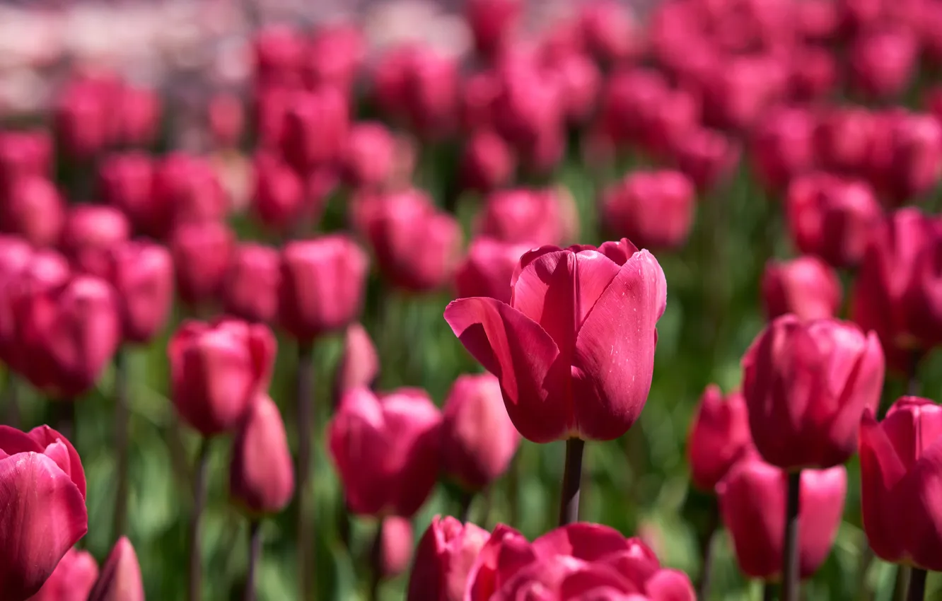 Photo wallpaper tulips, buds, a lot, bokeh