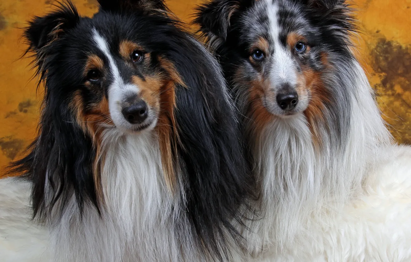 Photo wallpaper look, nature, pose, dog, face, a couple, Duo, collie