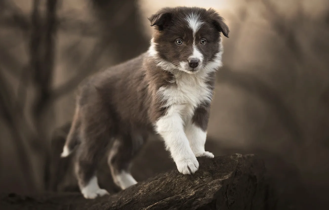 Photo wallpaper nature, pose, stones, animal, dog, puppy, cub, the border collie