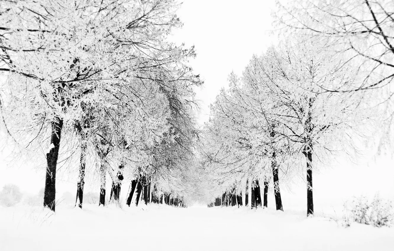 Photo wallpaper winter, snow, trees, nature, tree, view, Blizzard