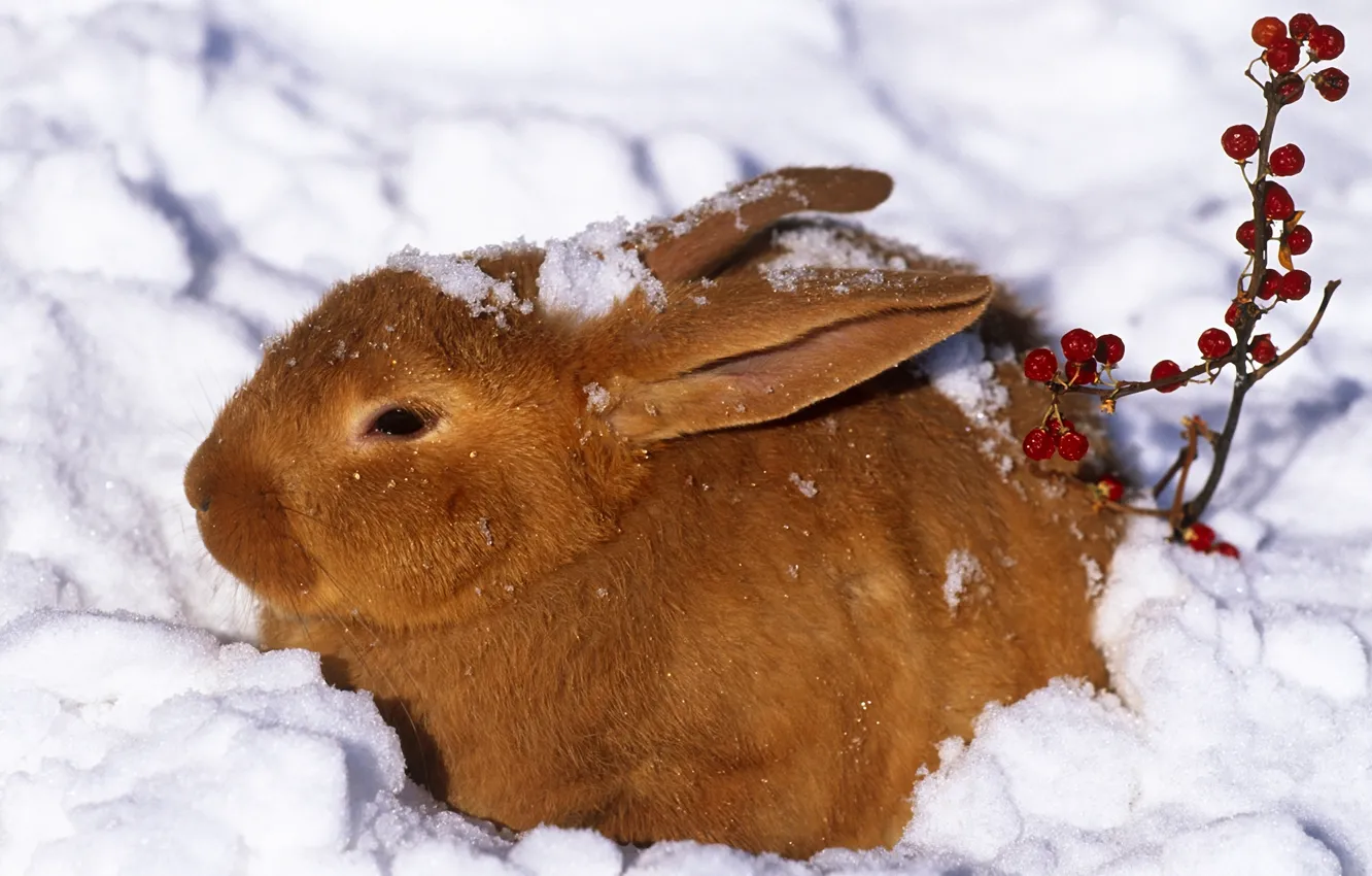 Photo wallpaper winter, snow, berries, hare, rabbit, red
