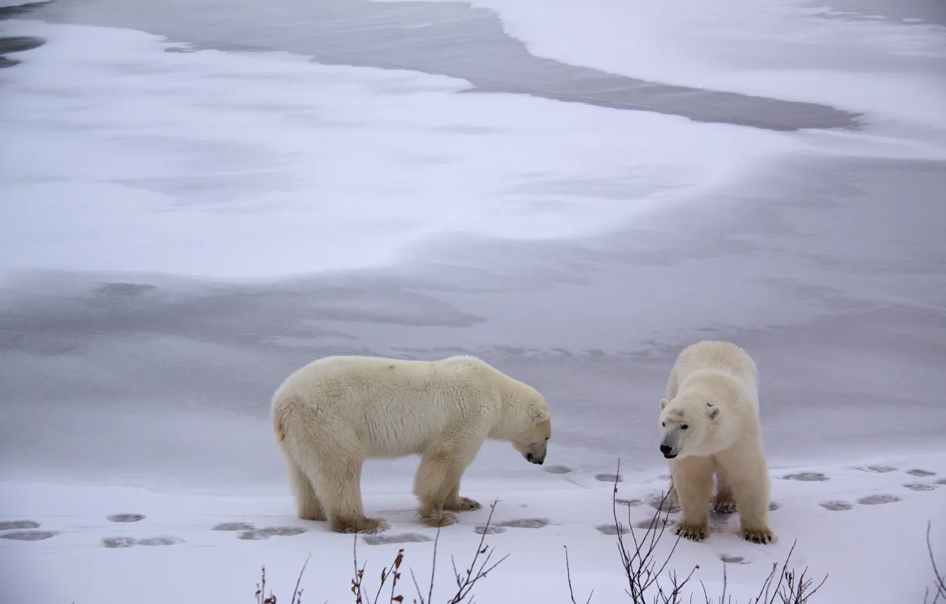 Photo wallpaper snow, traces, Arctic, Polar bears