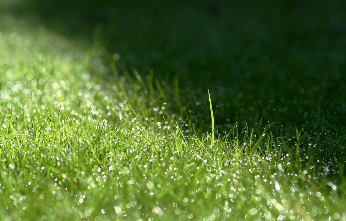 Photo wallpaper grass, drops, macro, Rosa