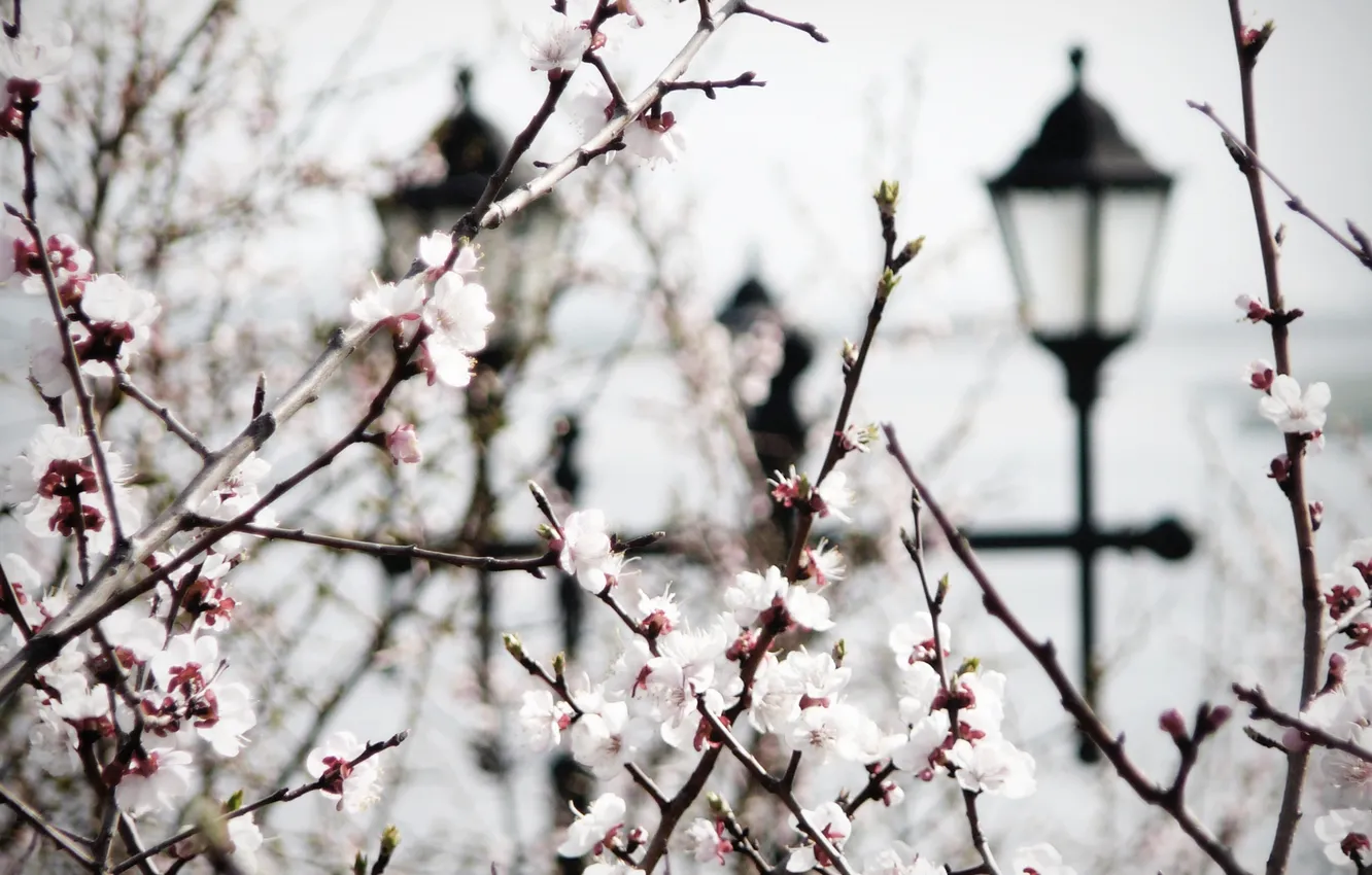 Photo wallpaper flowers, branches, nature, spring, Sakura, lights, flowering