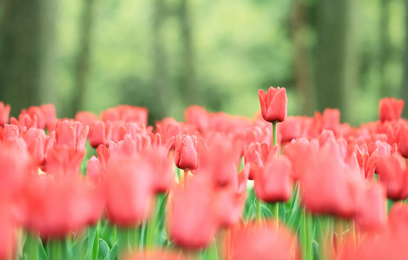 Photo wallpaper flowers, red, glade, bright, spring, stem, tulips, buds