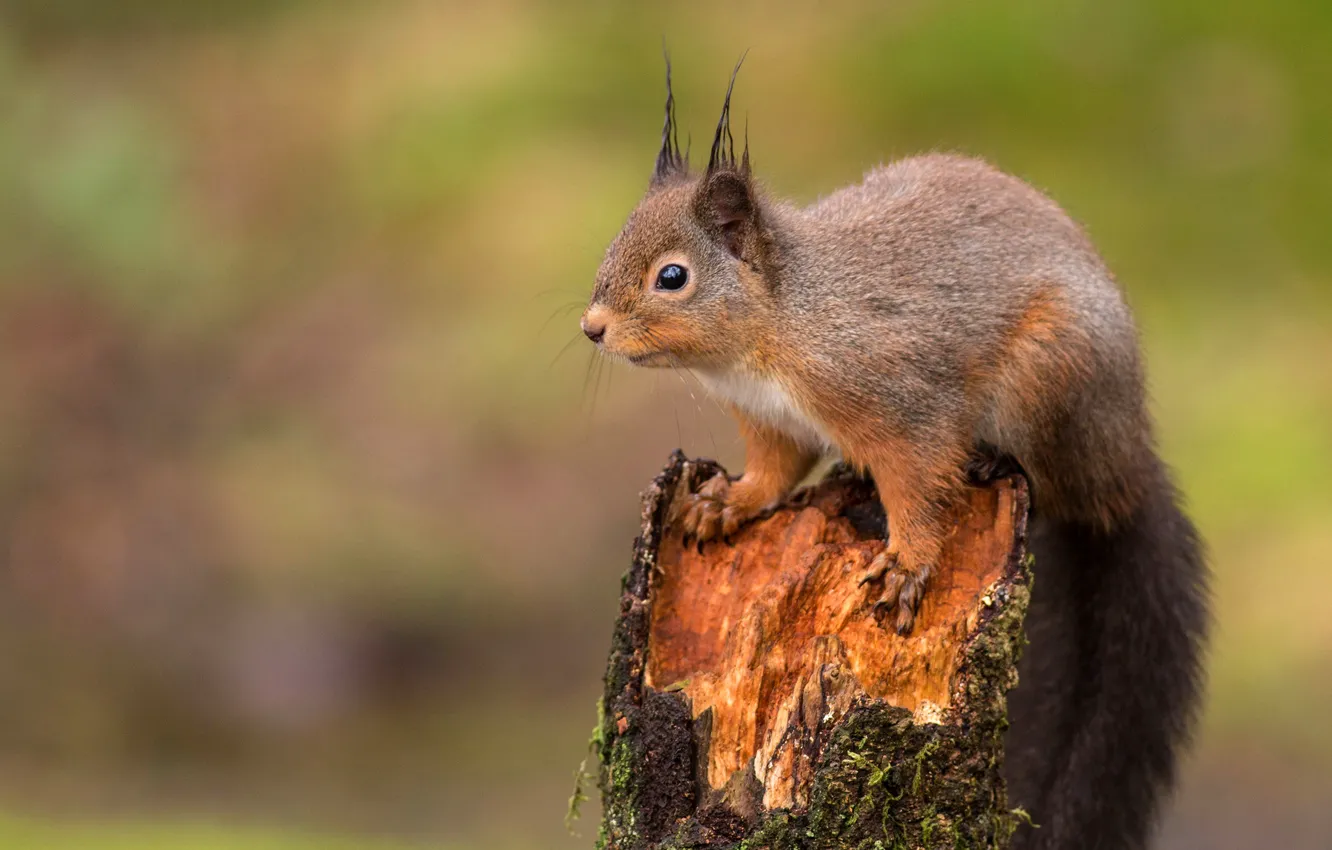 Photo wallpaper nature, pose, background, stump, protein, squirrel, rodent