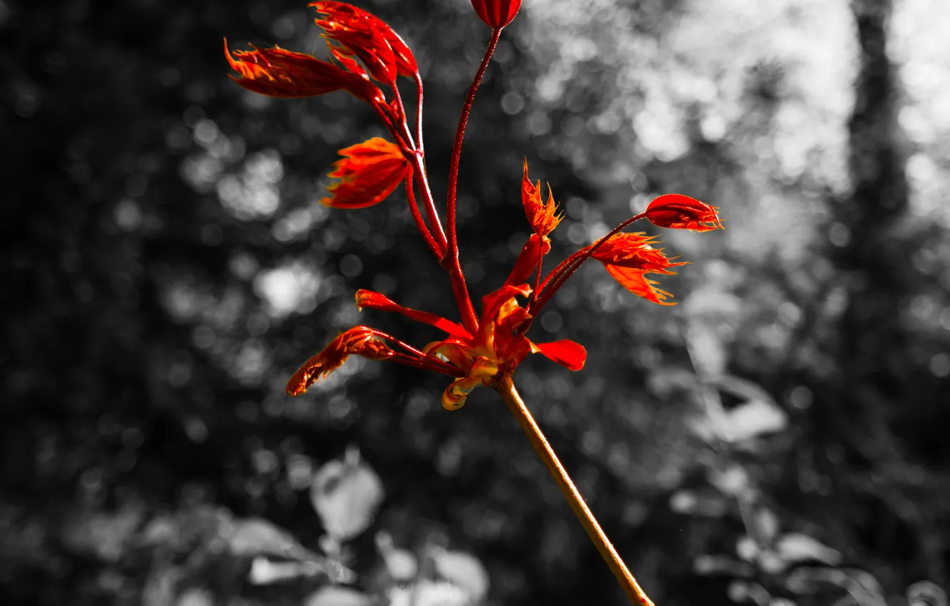 Photo wallpaper Red, Nature, Spring, Forest, Woods, Branch, Black and white