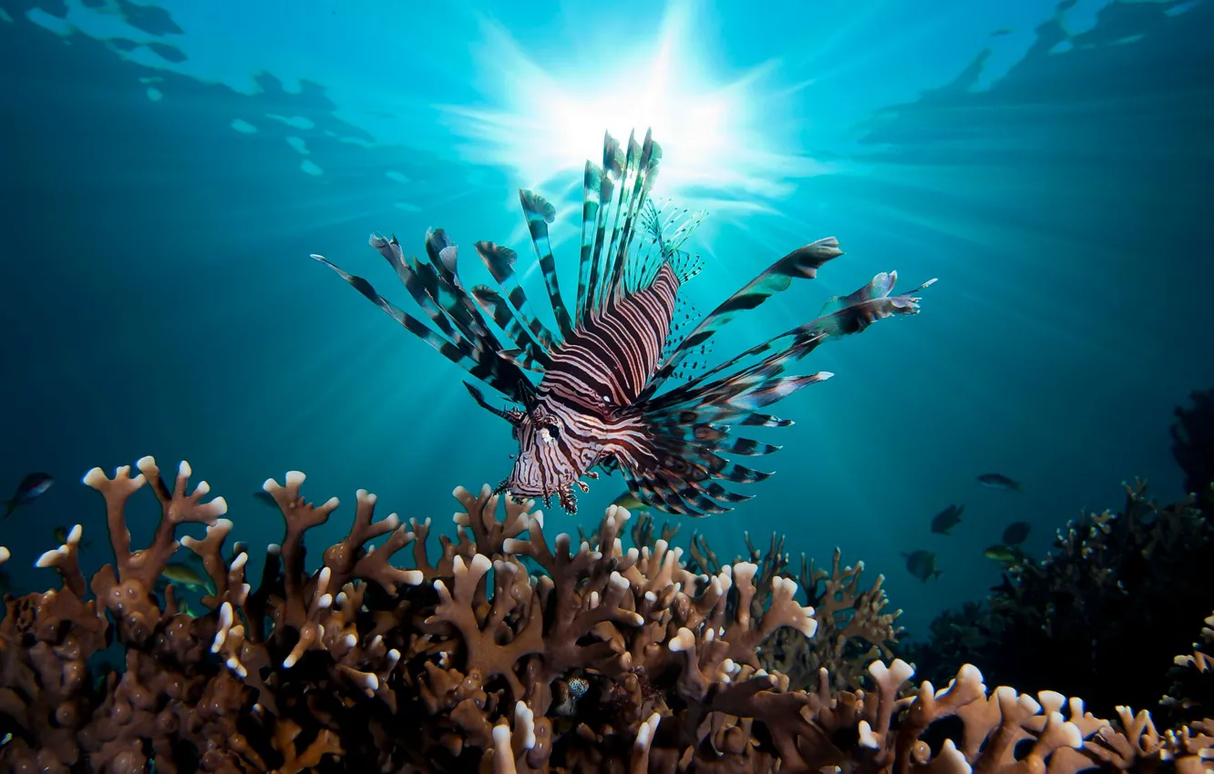 Photo wallpaper sea, water, light, fish, the ocean, under water, fish, fish lion