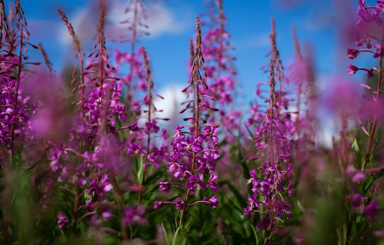 Photo wallpaper summer, flower, sky, nature, clouds
